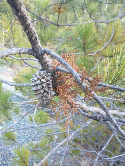 Arceuthobium siskiyouense, photographed by Drew Meyer