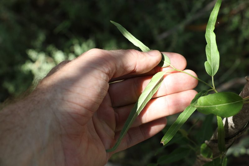Leichhardtia viridiflora, photographed by Greg Tasney