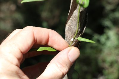 Leichhardtia viridiflora, photographed by Greg Tasney