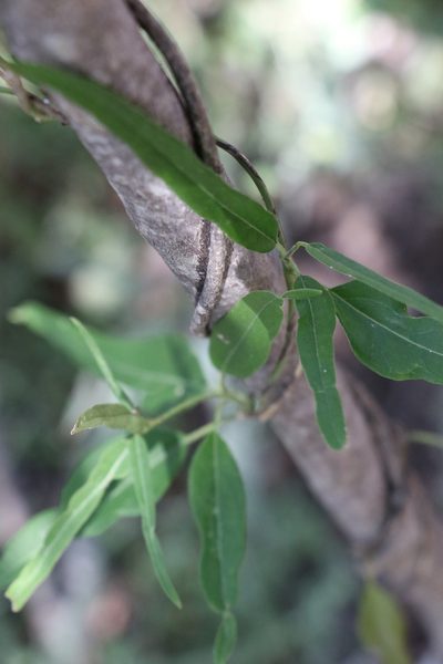 Leichhardtia viridiflora, photographed by Greg Tasney