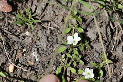 Dentella repens, photographed by Greg Tasney