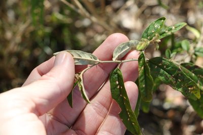 Solanum parvifolium, photographed by Greg Tasney