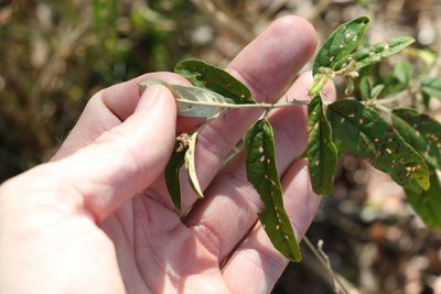 Solanum parvifolium, photographed by Greg Tasney