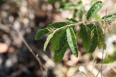 Solanum parvifolium, photographed by Greg Tasney
