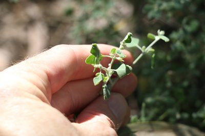 Chenopodium spinescens, photographed by Greg Tasney