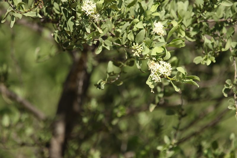Psydrax oleifolius, photographed by Greg Tasney