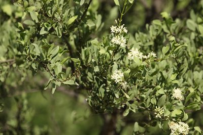 Psydrax oleifolius, photographed by Greg Tasney