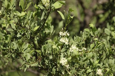 Psydrax oleifolius, photographed by Greg Tasney