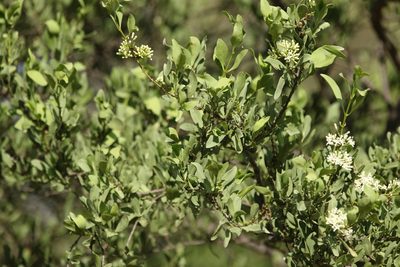 Psydrax oleifolius, photographed by Greg Tasney