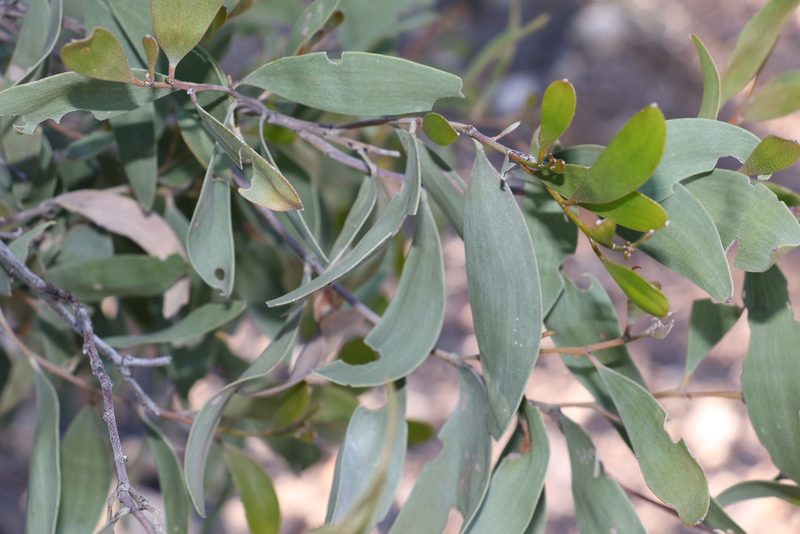 Acacia rhodoxylon, photographed by Greg Tasney