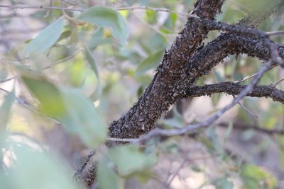 Acacia rhodoxylon, photographed by Greg Tasney