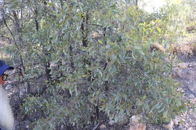 Acacia rhodoxylon, photographed by Greg Tasney