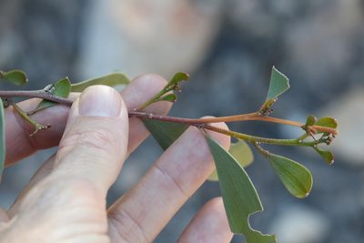 Acacia rhodoxylon, photographed by Greg Tasney