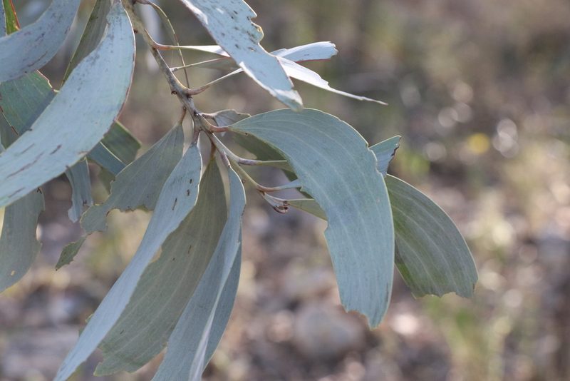 Acacia longispicata, photographed by Greg Tasney