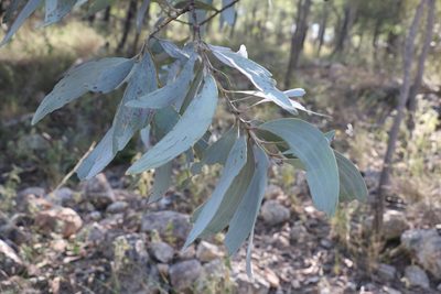 Acacia longispicata, photographed by Greg Tasney