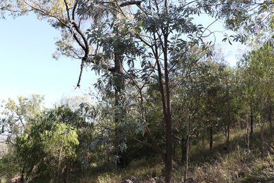 Acacia longispicata, photographed by Greg Tasney