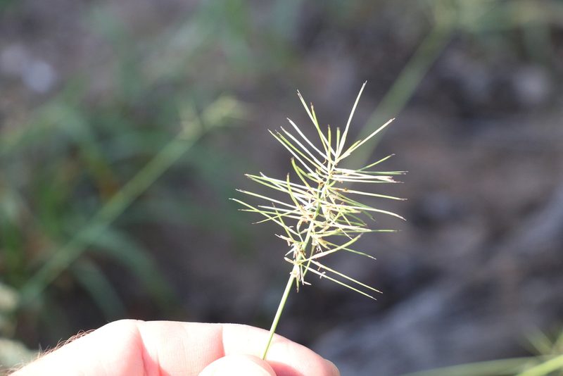 Aristida caput-medusae, photographed by Greg Tasney