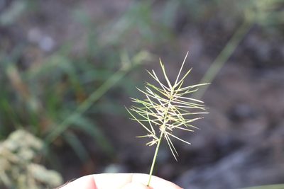 Aristida caput-medusae, photographed by Greg Tasney