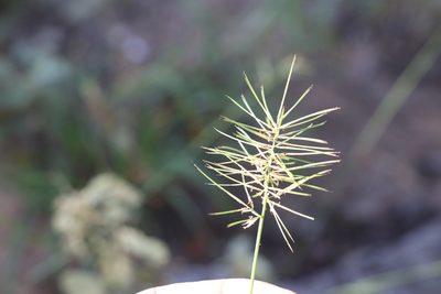 Aristida caput-medusae, photographed by Greg Tasney