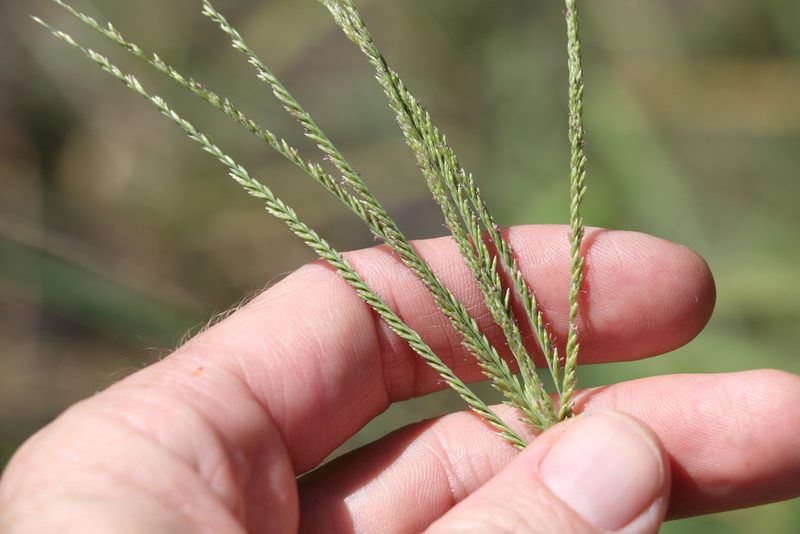Leptochloa digitata, photographed by Greg Tasney