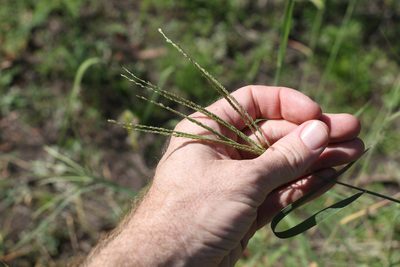 Leptochloa digitata, photographed by Greg Tasney