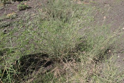 Leptochloa digitata, photographed by Greg Tasney