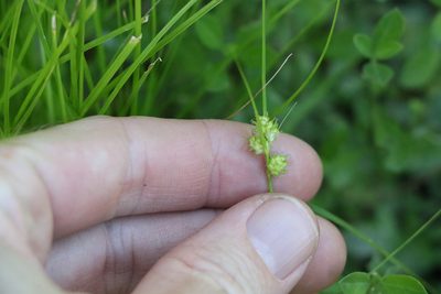 Carex inversa, photographed by Greg Tasney