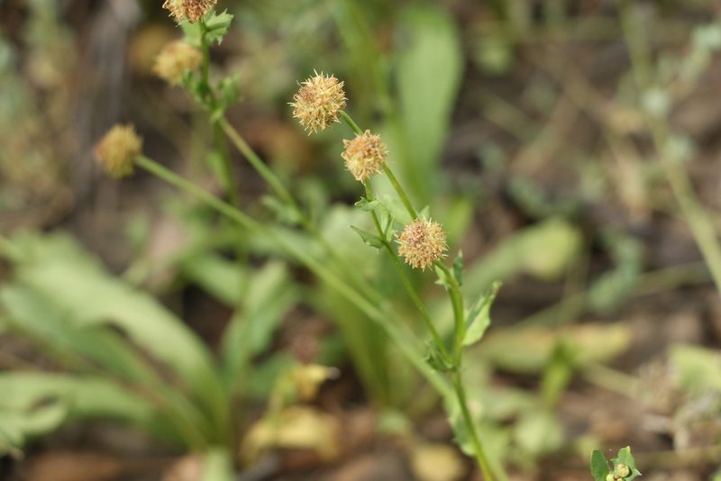 Calotis cuneata, photographed by Greg Tasney
