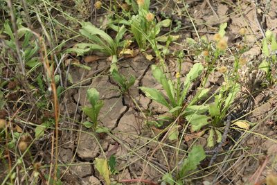 Calotis cuneata, photographed by Greg Tasney