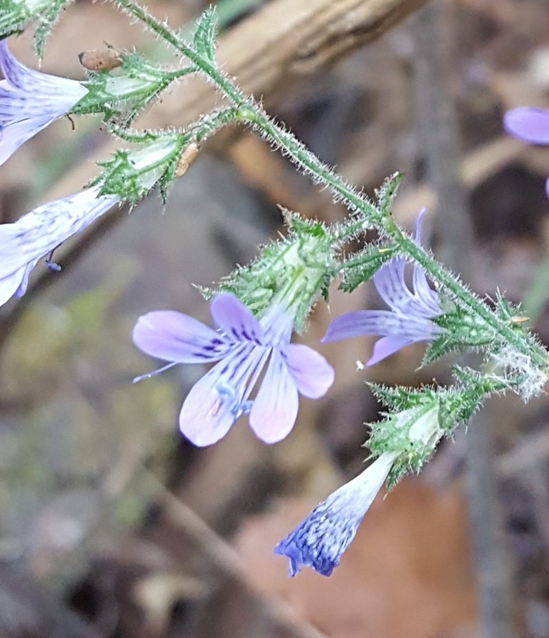 Loeselia rupestris, photographed by Eugenio Padilla