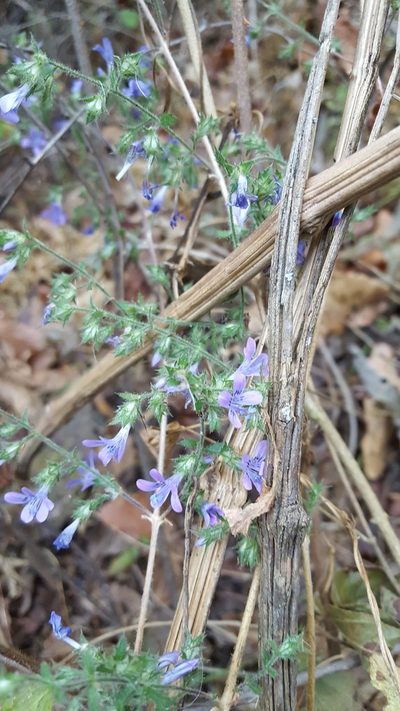 Loeselia rupestris, photographed by Eugenio Padilla