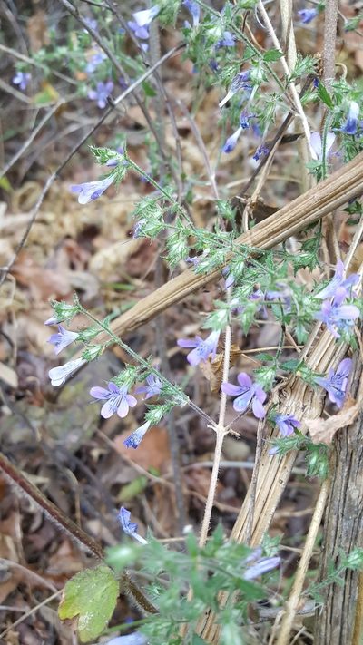 Loeselia rupestris, photographed by Eugenio Padilla