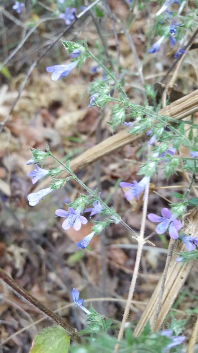 Loeselia rupestris, photographed by Eugenio Padilla