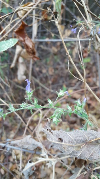 Loeselia rupestris, photographed by Eugenio Padilla