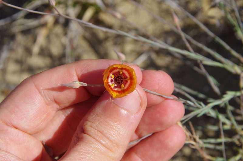 Linum elongatum, photographed by Eric Knight