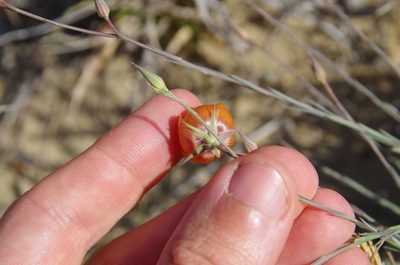 Linum elongatum, photographed by Eric Knight
