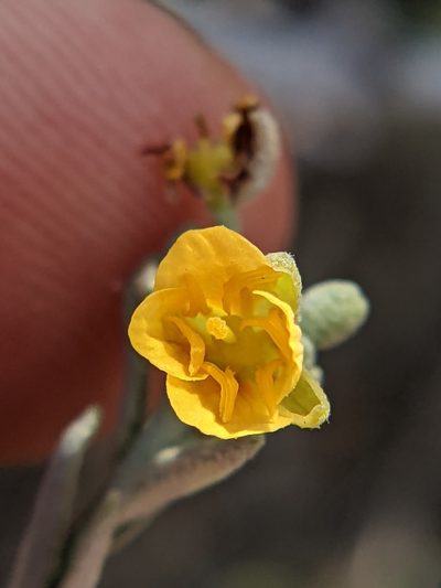 Physaria thamnophila, photographed by Eric Knight