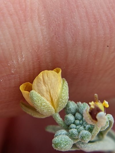Physaria thamnophila, photographed by Eric Knight