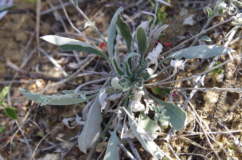 Physaria thamnophila, photographed by Eric Knight