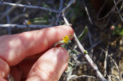 Physaria thamnophila, photographed by Eric Knight