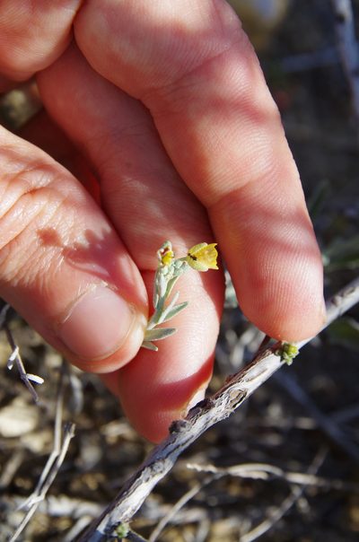 Physaria thamnophila, photographed by Eric Knight