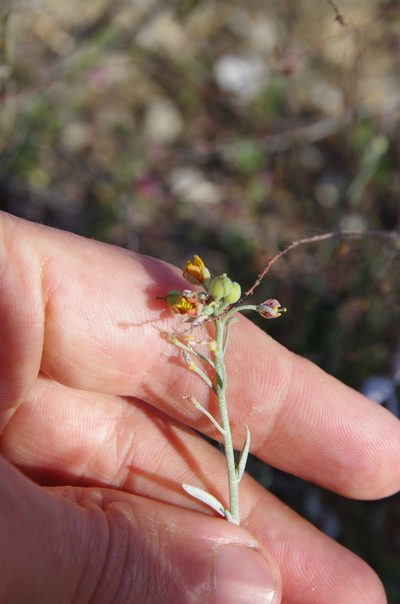 Physaria thamnophila, photographed by Eric Knight