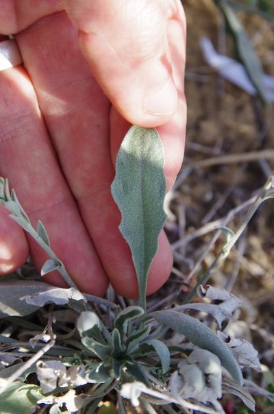 Physaria thamnophila, photographed by Eric Knight