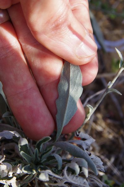 Physaria thamnophila, photographed by Eric Knight