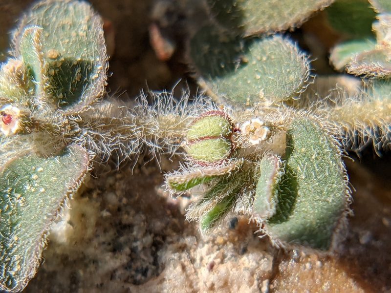 Euphorbia laredana, photographed by Eric Knight