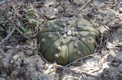Astrophytum asterias, photographed by Eric Knight