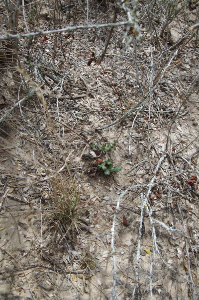 Eriogonum greggii, photographed by Eric Knight
