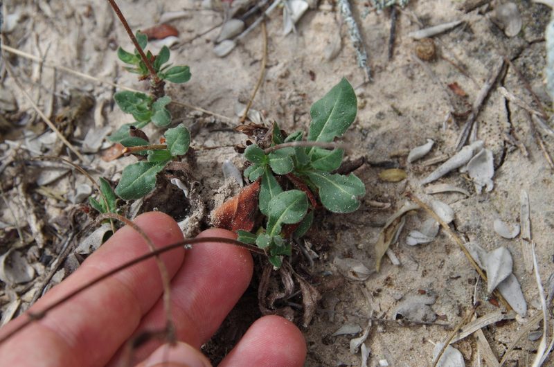 Eriogonum greggii, photographed by Eric Knight
