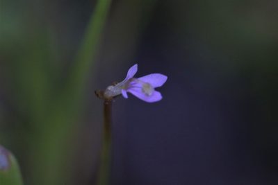 Stylidium elachophyllum, photographed by Hugo Innes