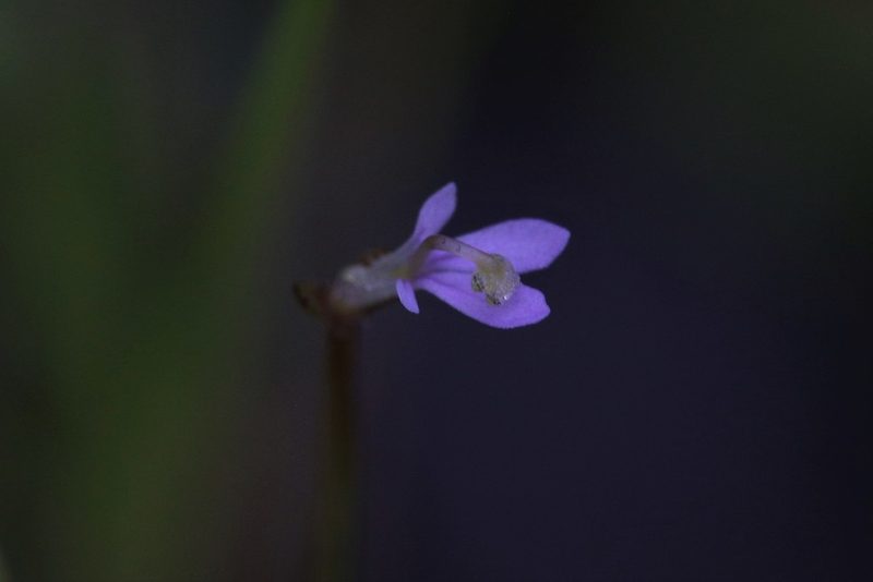 Stylidium elachophyllum, photographed by Hugo Innes